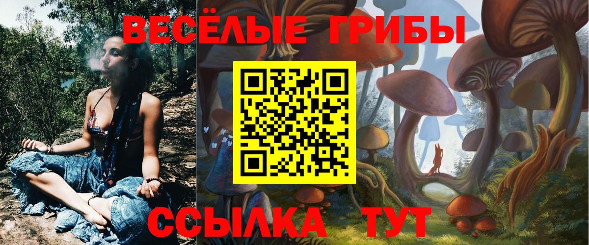 Псилоцибиновые грибы Psilocybine cubensis Советск